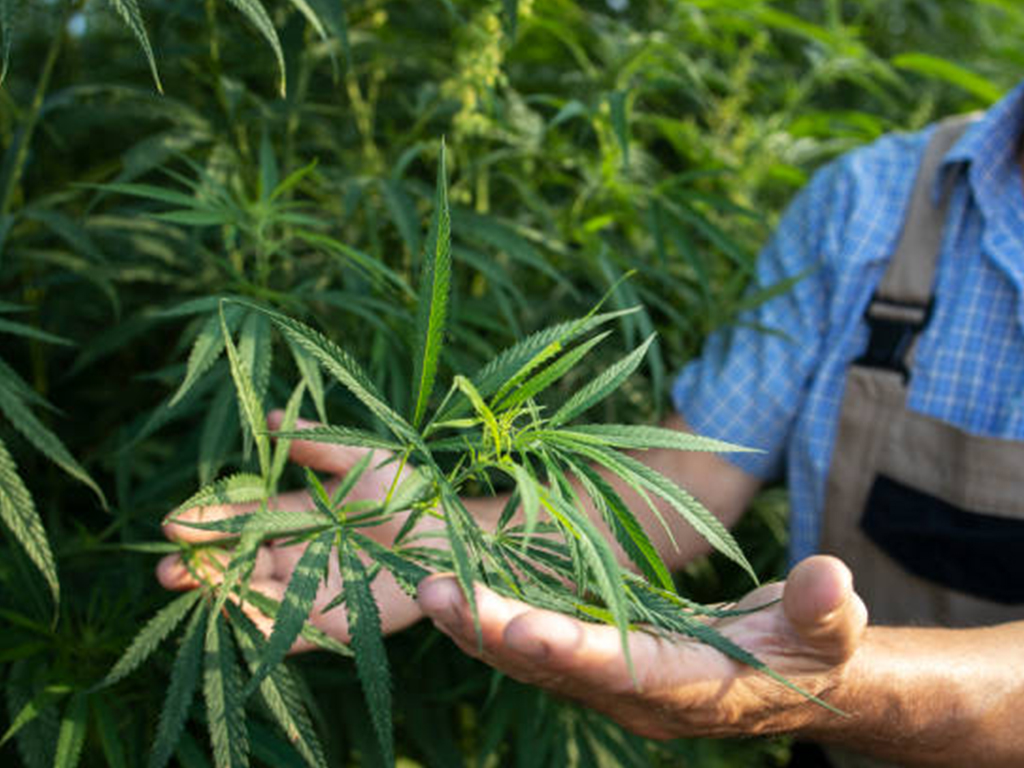 Marijuana Cultivation