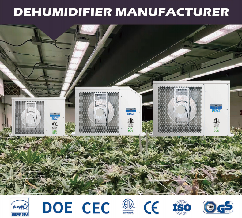 REACT greenhouse dehumidifier: a key equipment for precise humidity control and protection of high-value cannabis crops
