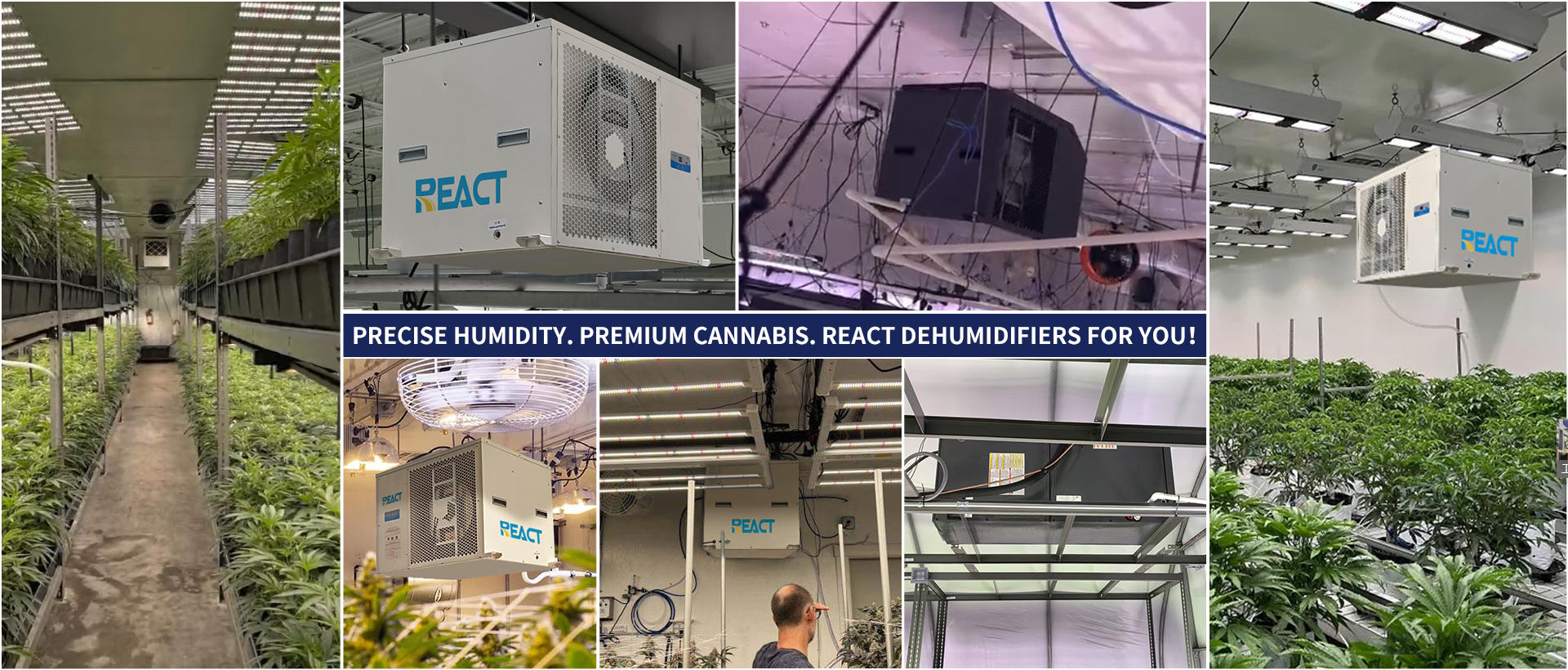 REACT greenhouse dehumidifier: precise humidity control, guarding the core value of cannabis